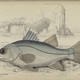 Illustration for article titled Natural History of Fishes of the Perch Family
